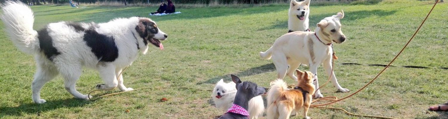 Comment S'appelle Le Chien Dans Coco Le suivi naturel, un trésor | EDUCATEUR CANIN COMPORTEMENTALISTE A
