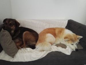 Akita qui vit avec une femelle