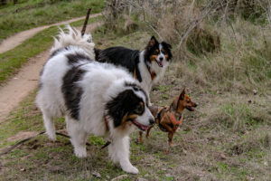 Faut-il castrer son chien ?