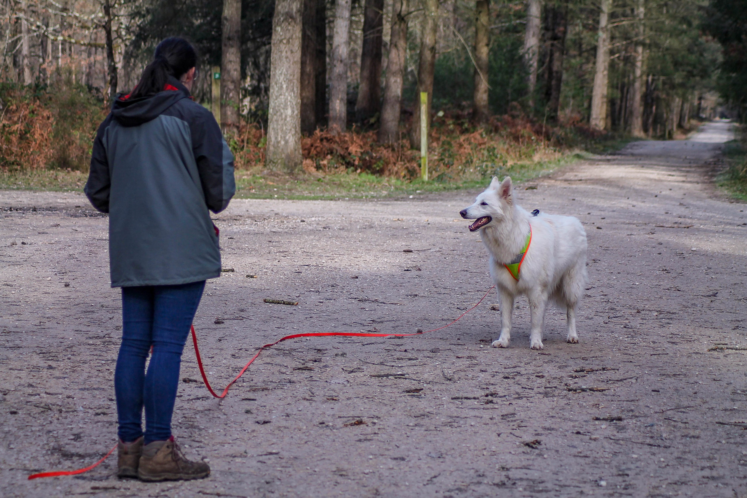 comment faire pour devenir éducateur canin ?