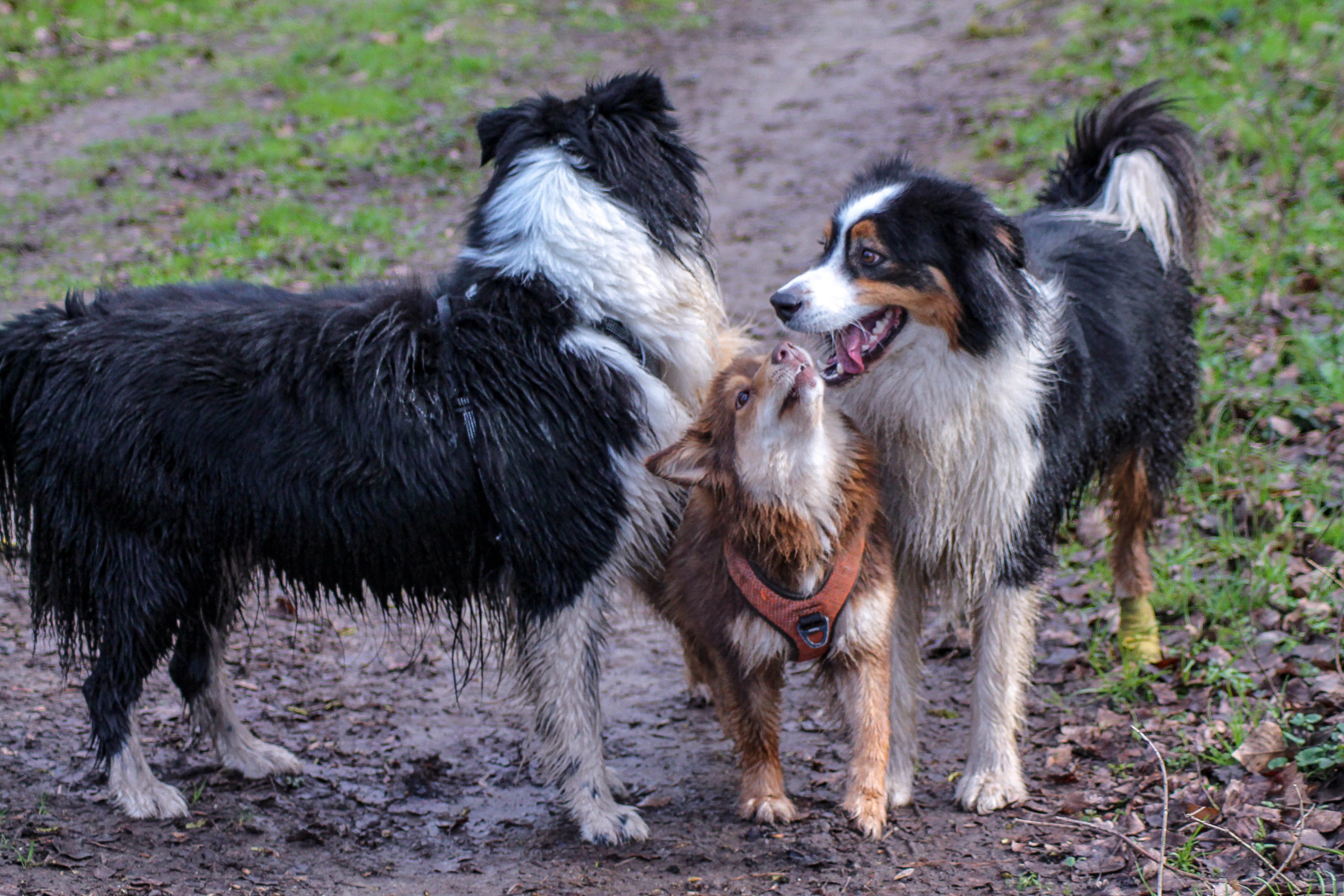 Comment devenir comportementaliste chiens