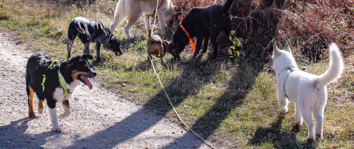 NOS CHIENS EN IMAGES ! NOS CHIENS EN IMAGES !