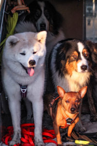 Chiens fatigués
