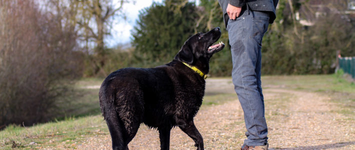 EDUCATEUR CANIN : UN METIER DE REVE MAIS PAS QUE ! EDUCATEUR CANIN : UN METIER DE REVE MAIS PAS QUE !