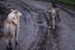 communication chien primitifs