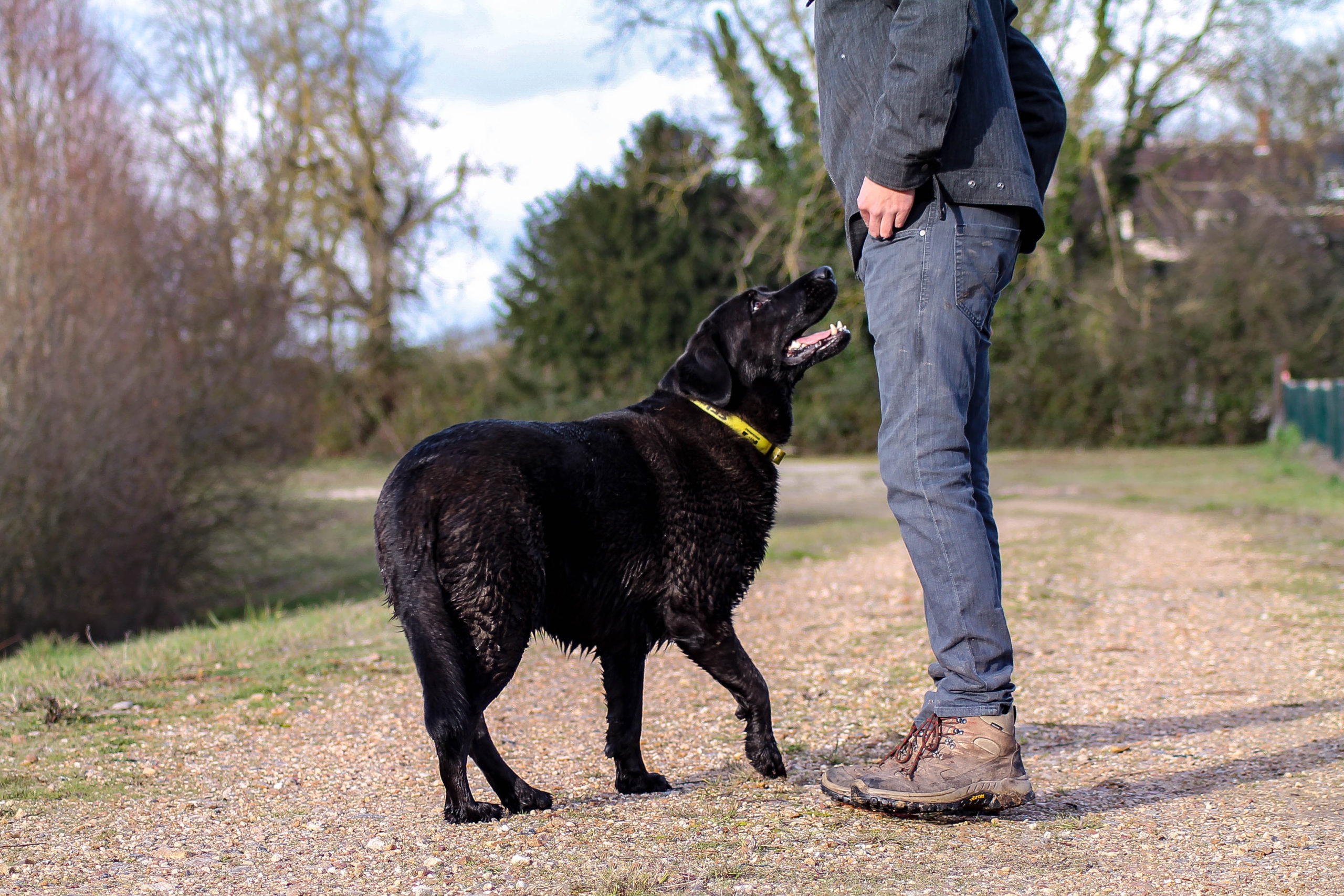 Educateur canin un métier de rêve mais pas que