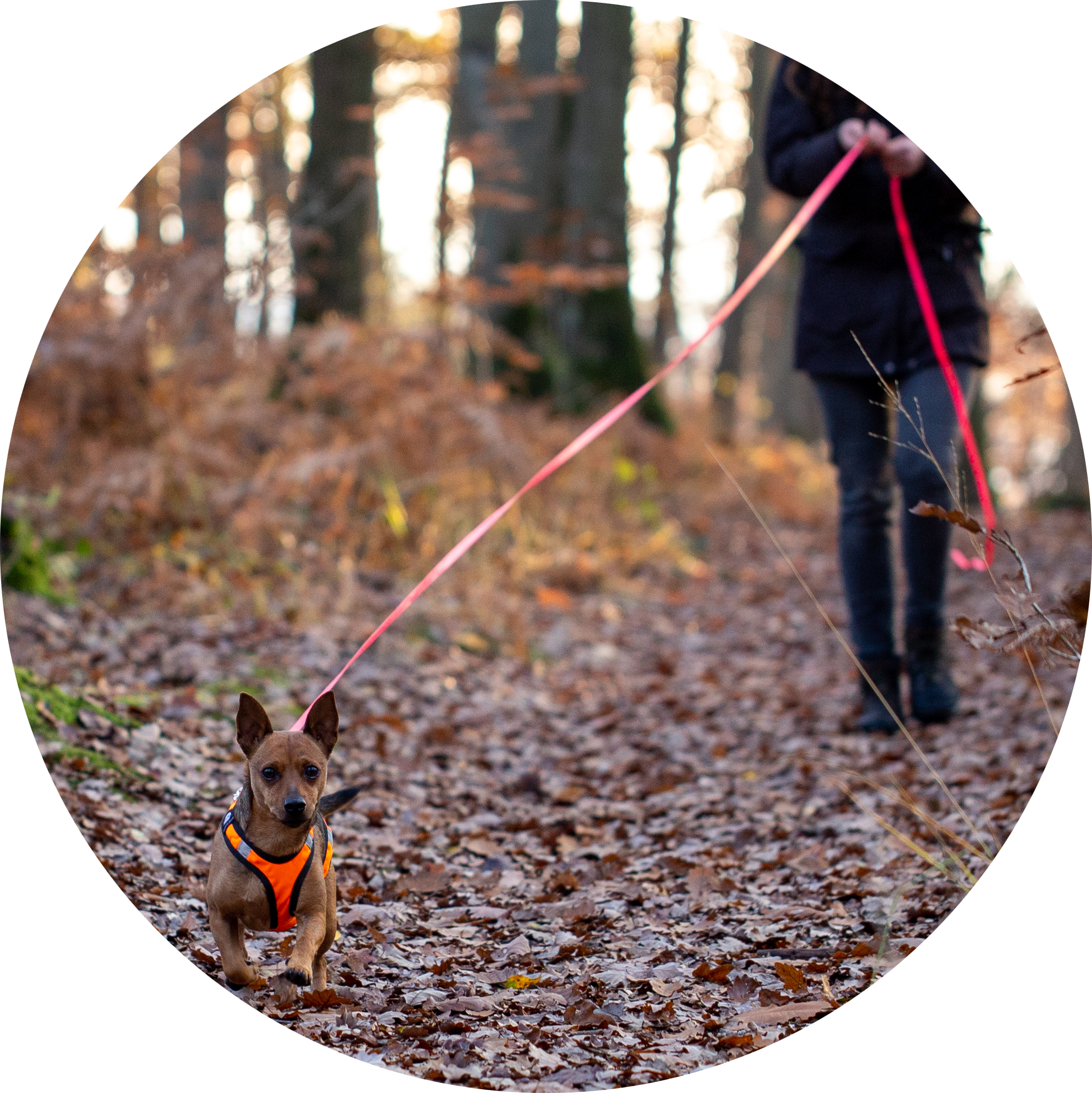 Mantrailing / pistage / recherche de personnes disparues