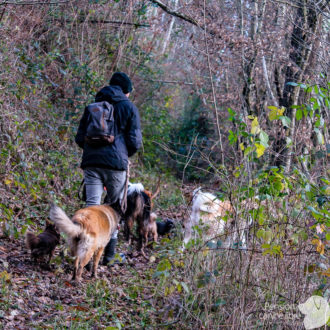 Pension-canine-libre Pensioncaninelibre.fr de Maxime Le Noë