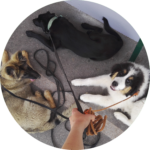 rééducation des chiens à partir de 6 mois