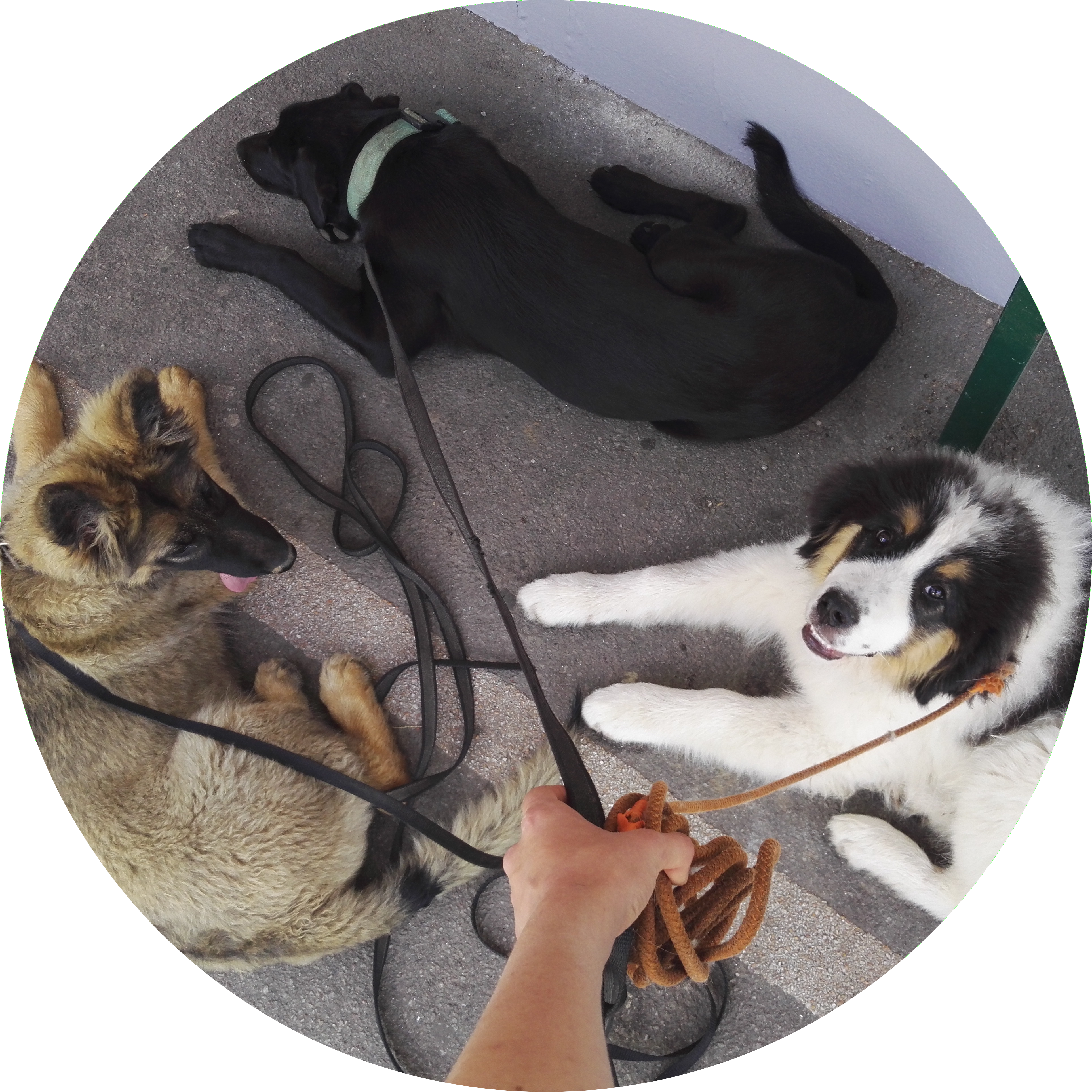 rééducation des chiens à partir de 6 mois