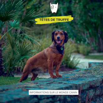 Tetes-de-truffe Tetes-de-truffe