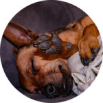 Bienvenue sur le site unchiendansmavie.fr