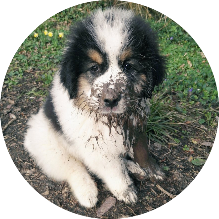 éducation chiot à partir de 2 mois