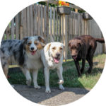 Test de socialisation pour intégrer la pension canine libre de Maxime le Noë