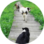 promenades entre chiens en votre absence