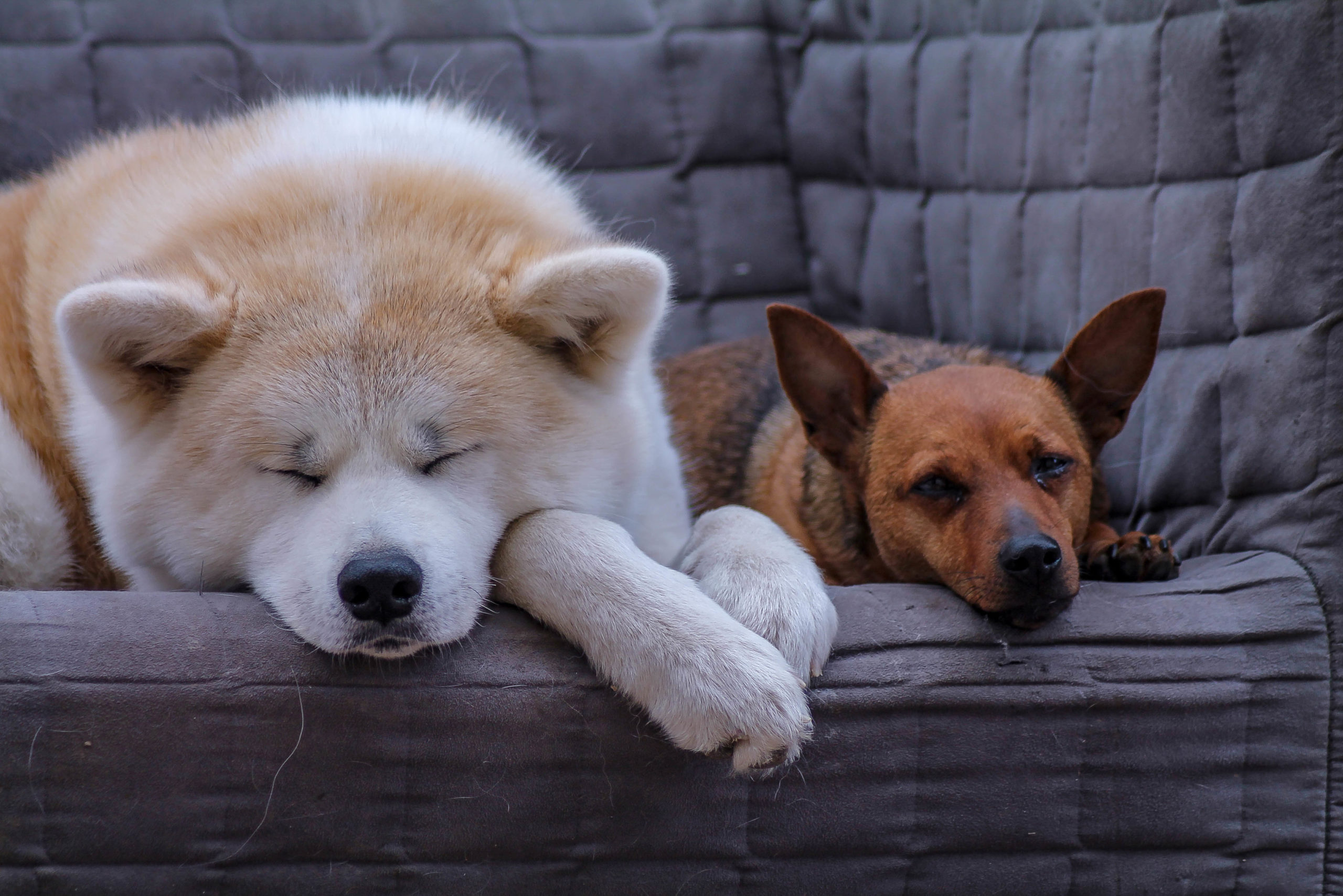 Le chien dominant : un mythe qui détruit des vies