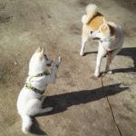 "Joue avec moi" dit Arya la jeune husky.
"Je n'ai pas envie" répondit Jounka l'akita.