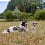 Parker, adopté consciencieusement après mûre réflexion, avec une humaine investie accompagnée par un professionnel pour l'éducation, qui est devenu le chien rêvé de son humaine, approuve !