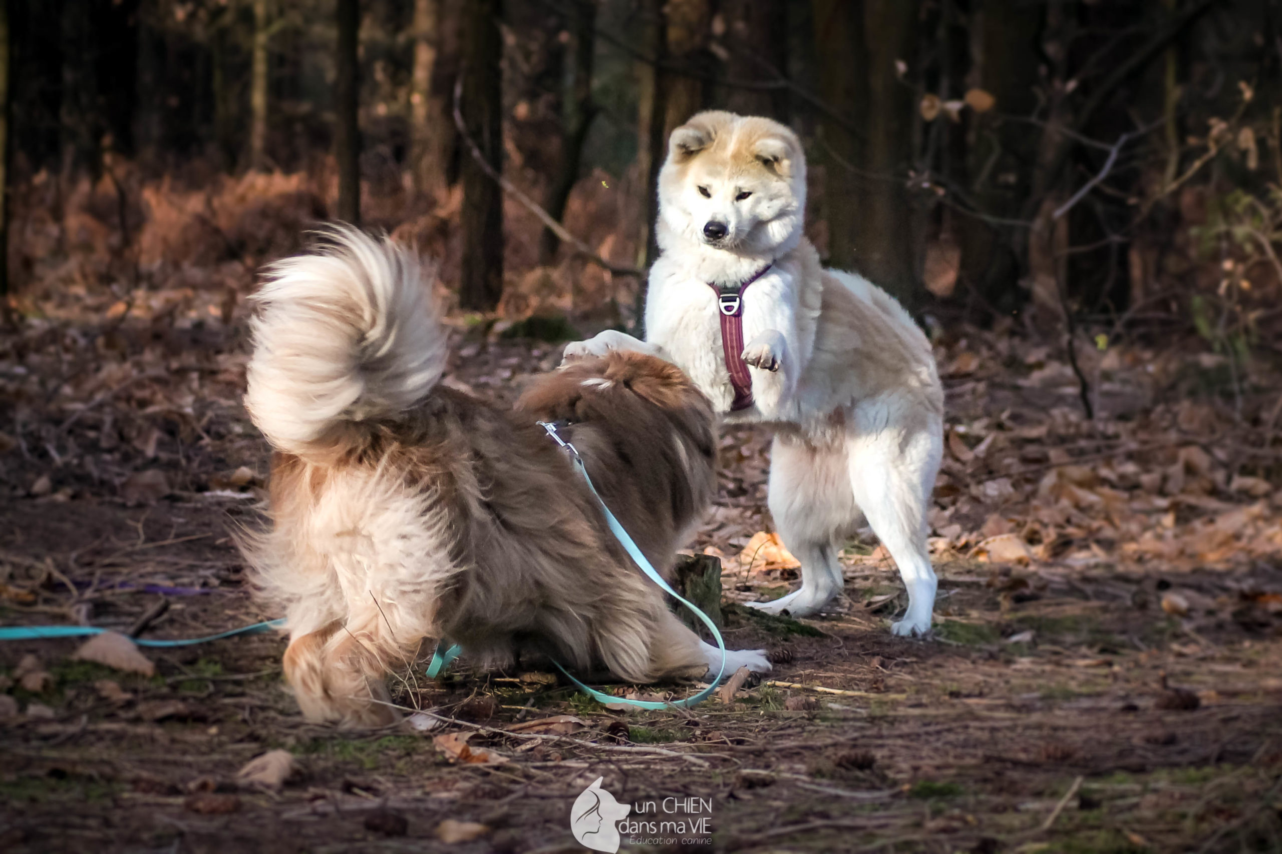 Des chiens qui proposent du jeu à l'autre, attendent sa réponse, qu'elle soit positive ou négative ils l'écoutent.