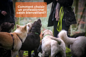 Lire la suite à propos de l’article Comment choisir un professionnel canin bienveillant : les astuces pour trouver un bon éducateur !