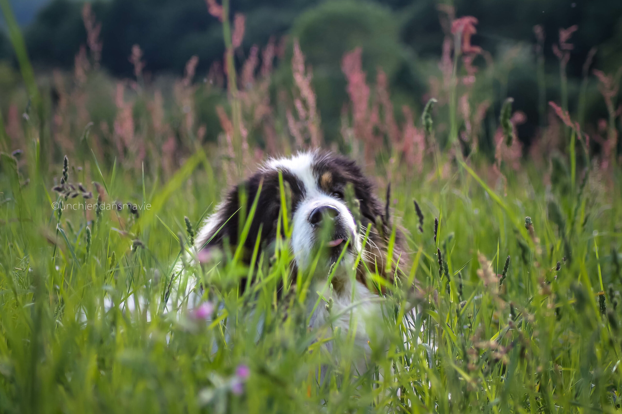 C’est quoi s’engager à être bienveillant avec humains ET le chiens ?