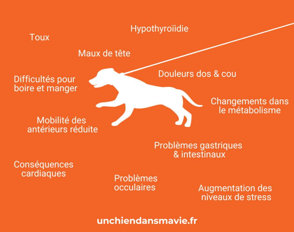 les conséquences néfastes du collier sur la santé des chiens