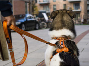 Harnais dog copenhagen comfort walk air orange