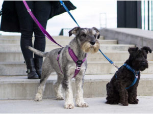 Harnais dog copenhagen comfort walk air violet bleu