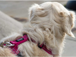 Harnais dog copenhagen comfort walk air rose