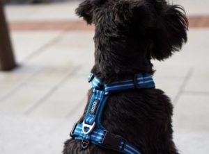 harnais-dog-copenhagen-comfort-walk-air-bleu